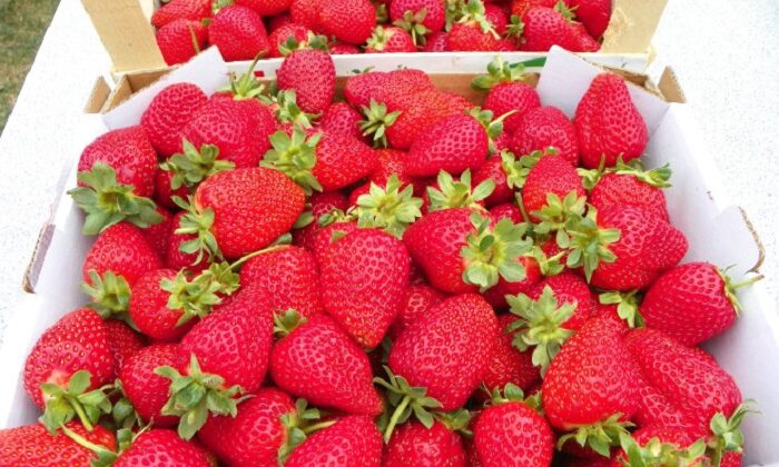 BAŞKAN İSKİLİP ÇİLEĞİNE DİKKAT ÇEKTİ