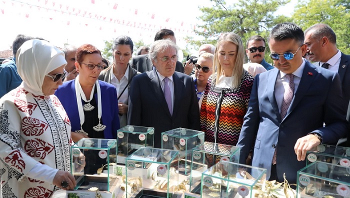 10 DİLİM KAVUN ATA TOHUMU PROJESİNDE