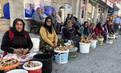 KARGI’DA MANTAR SEZONU BAŞLADI