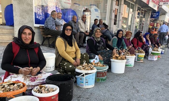 KARGI’DA MANTAR SEZONU BAŞLADI