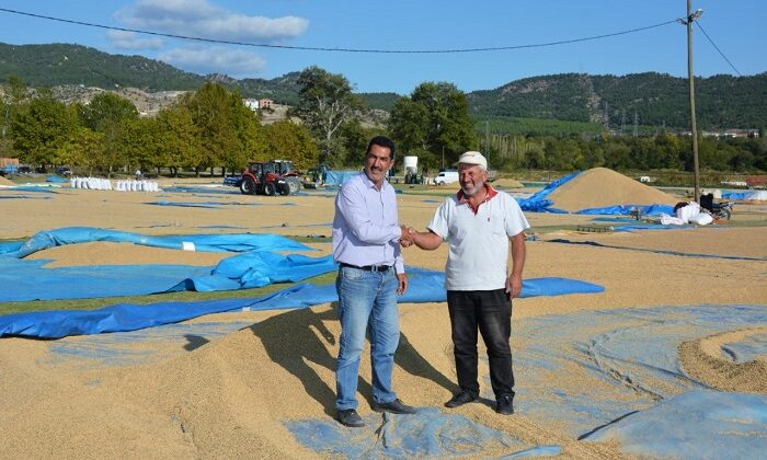 KARGI’DA ÇELTİK HASADI TAMAMLANDI