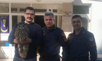 YARALI BAYKUŞU JANDARMA KURTARDI