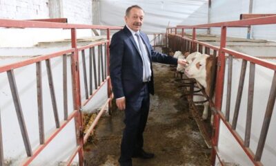 DÜVE ALIM DESTEKLEME BAŞVURULARI BAŞLADI