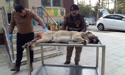 ARACIN ÇARPTIĞI KÖPEK TEDAVİ EDİLDİ