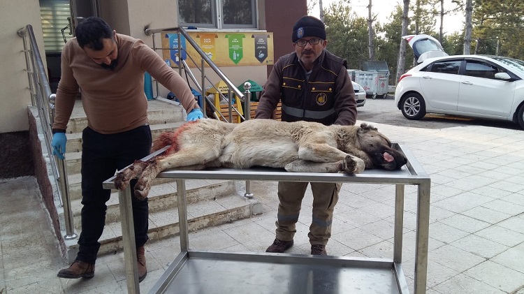 ARACIN ÇARPTIĞI KÖPEK TEDAVİ EDİLDİ