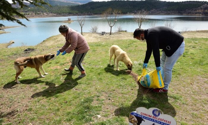 SOKAK VE YABAN HAYVANLARI UNUTULMADI