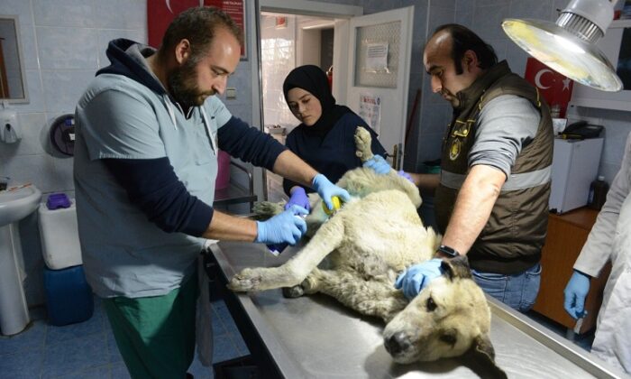 BELEDİYE YARALI KÖPEĞİN TEDAVİSİNİ YAPTI