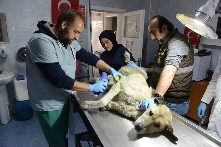 BELEDİYE YARALI KÖPEĞİN TEDAVİSİNİ YAPTI