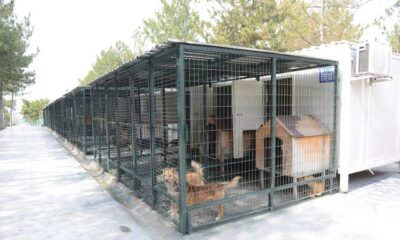 HAYVAN BAKIM EVİNİN ÇATILARI ONARILDI