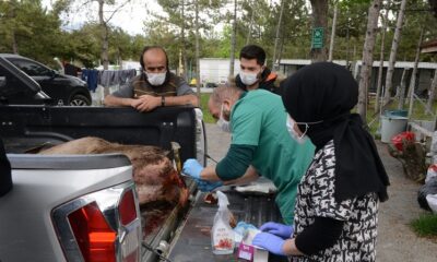 YARALI GEYİĞİ BELEDİYE EKİPLERİ KURTARDI