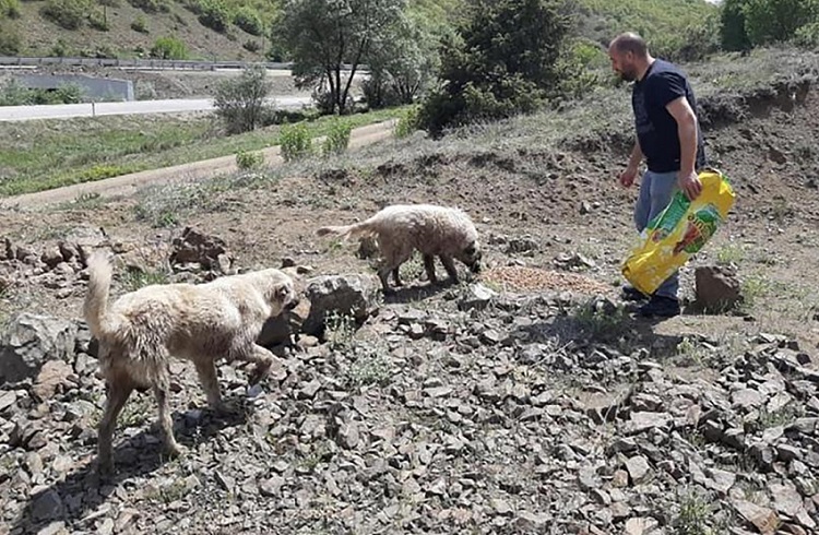 SOKAK HAYVANLARINA MAMA BIRAKILDI