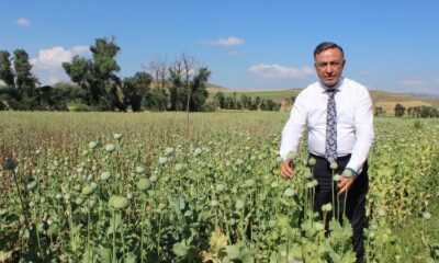 HAŞHAŞ ÜRETİCİLERİ ZOR DURUMDA