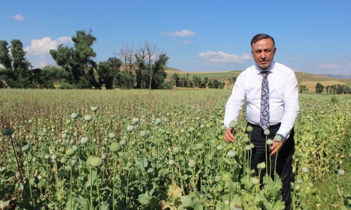 HAŞHAŞ ÜRETİCİLERİ ZOR DURUMDA
