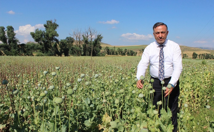 HAŞHAŞ ÜRETİCİLERİ ZOR DURUMDA