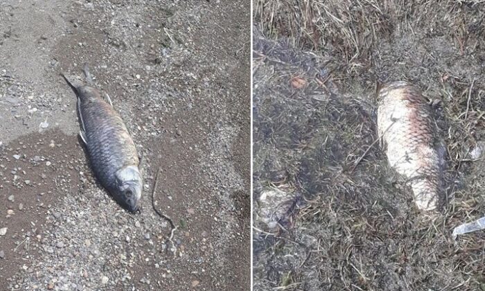 OBRUK’TA BALIKLAR KIYIYA VURDU!