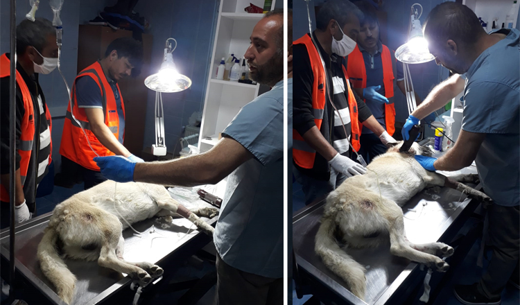 YARALI KÖPEK KURTARILDI