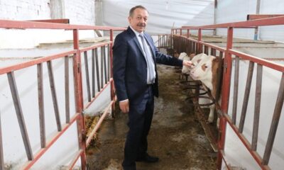 HAYVANCILIĞIN GELİŞİMİ ARİ İŞLETMELERDE