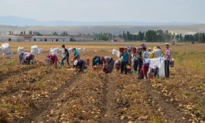 ÇORUM’DA PATATES HASADINA BAŞLANDI