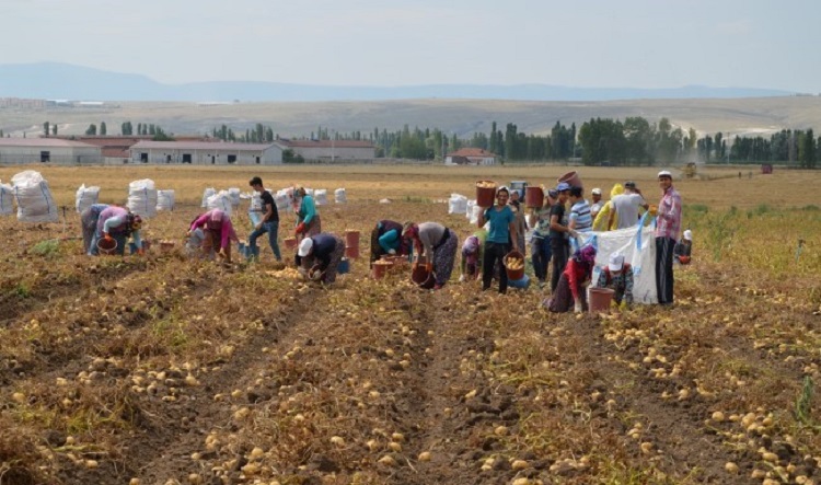 ÇORUM’DA PATATES HASADINA BAŞLANDI