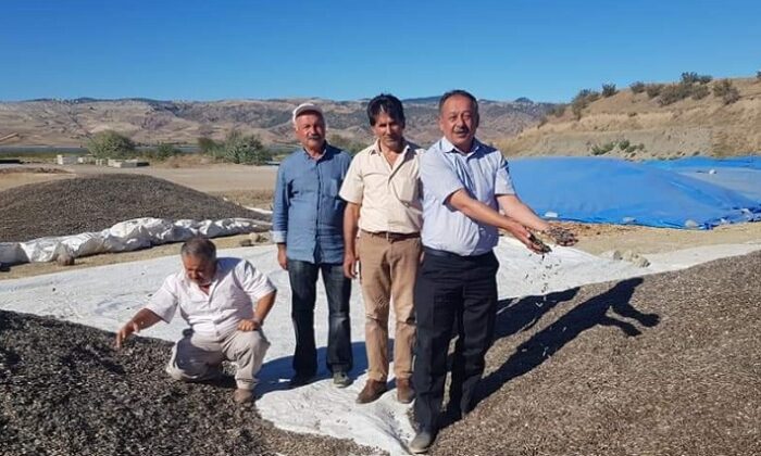 KURUYEMİŞÇİLERİN TERCİHİ ÇORUM ÇEKİRDEĞİ