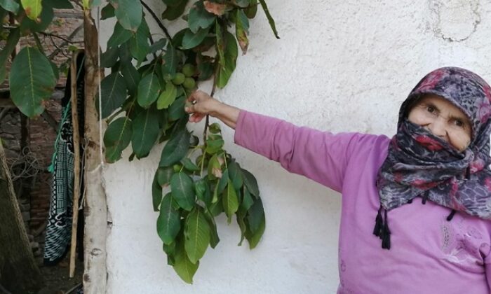 CEVİZ DİYARINDA HASAT BAŞLIYOR