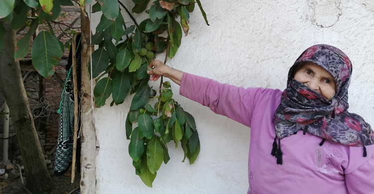 CEVİZ DİYARINDA HASAT BAŞLIYOR
