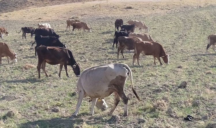 ÇORUM’DA HAYVANCILIĞA YENİ DESTEK