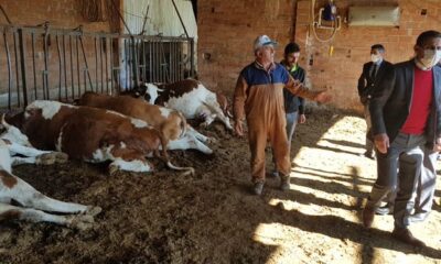 ELEKTRİĞE KAPILAN İNEKLER TELEF OLDU