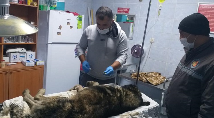 KUYUYA DÜŞEN KÖPEK KURTARILDI