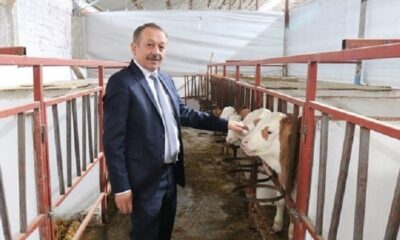 HİBE DESTEKLİ DÜVE ALIMLARI BAŞLADI