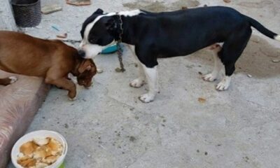 EVİN BAHÇESİNDE PİTBULL KÖPEKLER!
