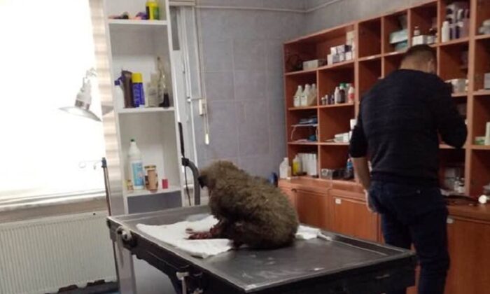 YARALANAN KÖPEĞE SAHİP ÇIKTI