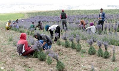 TIBBİ AROMATİK BİTKİ YETİŞTİRİCİLİĞİ KURSU