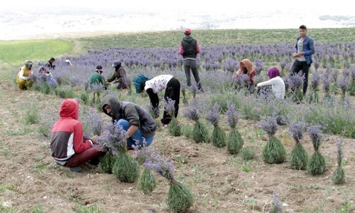 TIBBİ AROMATİK BİTKİ YETİŞTİRİCİLİĞİ KURSU