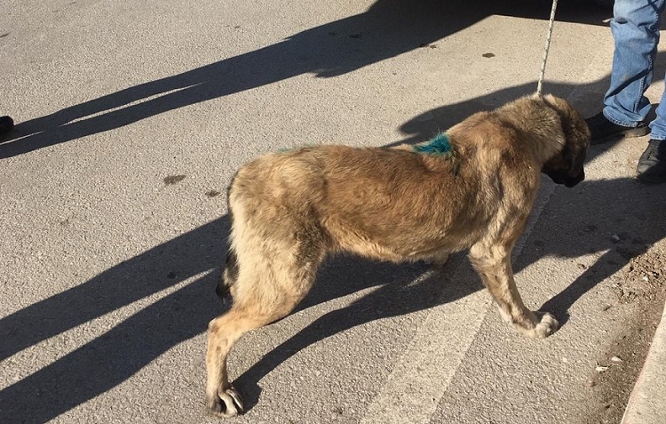 SOKAK KÖPEĞİNİ TÜFEKLE VURDULAR