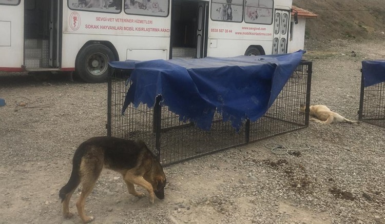 SOKAK HAYVANLARI KISIRLAŞTIRILIYOR