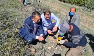 150 BİN ADET MAHLEP AŞILANIYOR