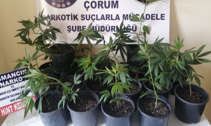 ZEHİR TACİRİNİN SAKSIDA KENEVİRİ!