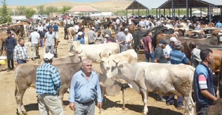 HAYVAN PAZARLARI KAPATILDI