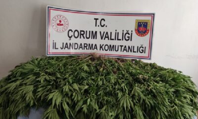 JANDARMA’DAN HİNT KENEVİRİ OPERASYONU