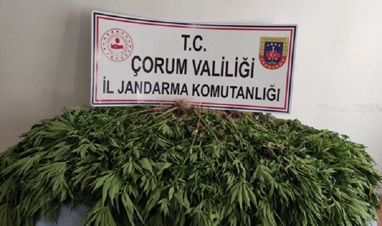 JANDARMA’DAN HİNT KENEVİRİ OPERASYONU