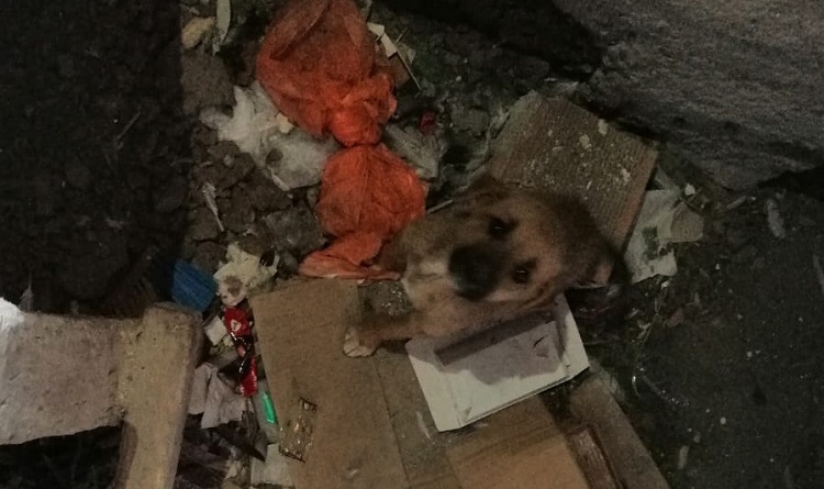 MAHSUR KALAN KÖPEKLER KURTARILDI