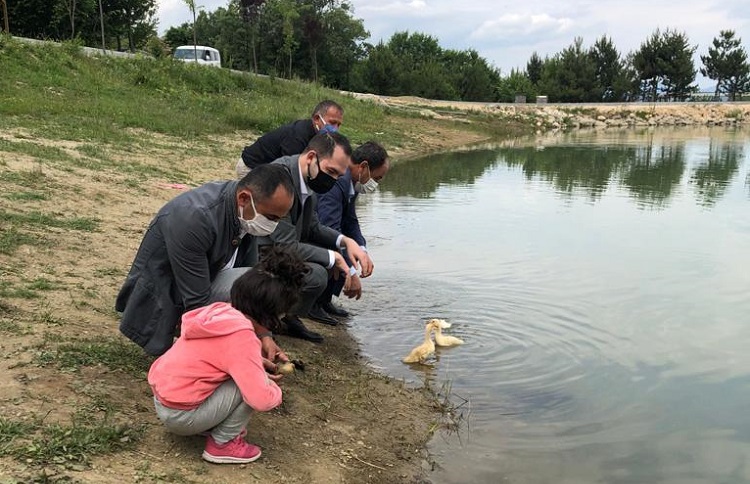 YEŞİL GÖLE ÖRDEK YAVRULARI BIRAKILDI