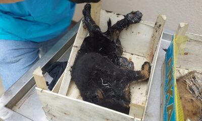 ZİFTE YAPIŞAN KÖPEKLER TEDAVİ ALTINDA