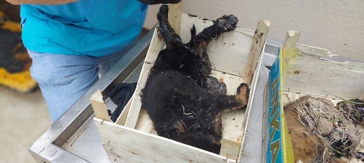 ZİFTE YAPIŞAN KÖPEKLER TEDAVİ ALTINDA