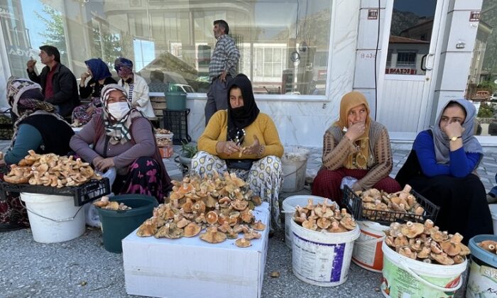 KARGI’DA MANTAR SEZONU BAŞLADI