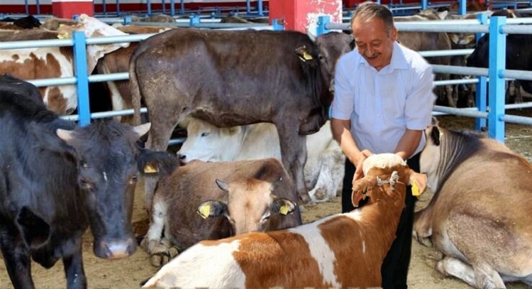 SARI KURBAN ALACAKLARI UYARDI!