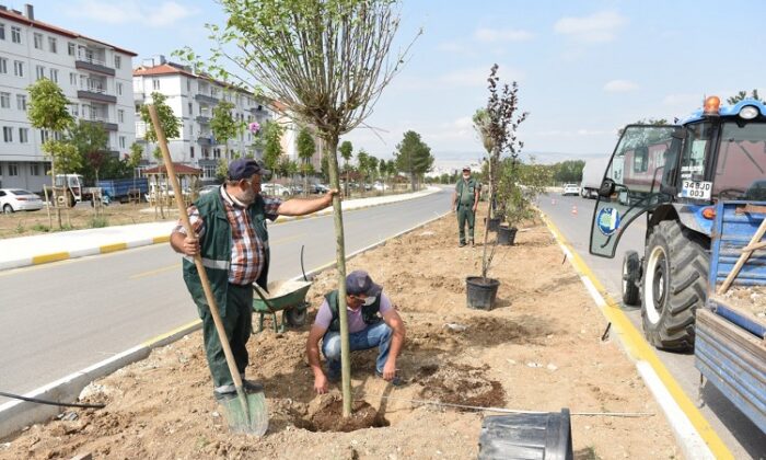 ORTA REFÜJLERE AĞAÇ DİKİLDİ