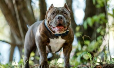 BU KÖPEKLER İÇİN YENİ DÜZENLEME!