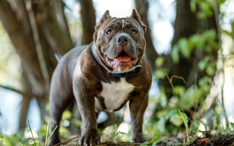 BU KÖPEKLER İÇİN YENİ DÜZENLEME!